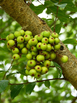 fruit of cluster fig tree ( Ficus racemosa )