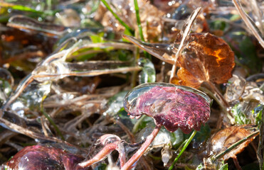 A crimson leaf in an ice shell after a freezing rain
