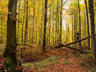 Obraz premium Bunter Herbstwald im Jägersitz und gefällten Bäumen