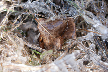Dry brown leaf and grass after night freezing rain