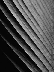 Obraz premium closeup black leaves with line texture