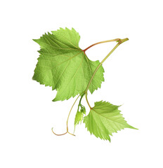 Fototapeta premium Fresh grapevine with leaves isolated on white