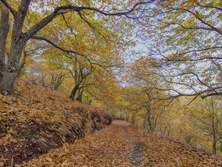 el hermoso bosque de cobre ubicado en el valle del genal con sus castaños en color amarillo en la...