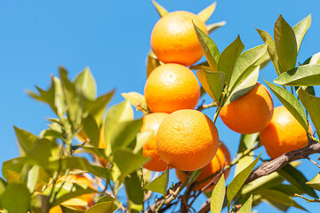 Ripe juicy oranges or tangerines on a branch in the southern garden