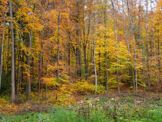 Fototapeta premium OLYMPUS DIGITAL CAMERA