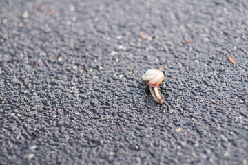 地面を這うカタツムリ