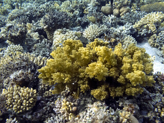 Hard and soft coral community structures of the Red Sea