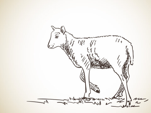 sheep