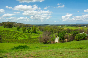 Vineyards at the Hunter Valley, is a region of New South Wales, Australia, with cotton-like clouds...