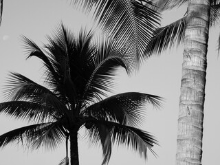 coconut tree black and white style