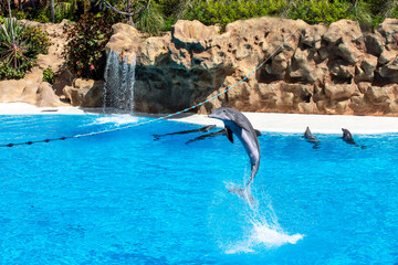 Fototapeta premium dolphin show in Canary Island dolphinarium