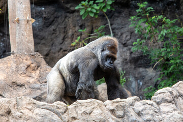 Large specimen silversmith gorilla. Tenerife.