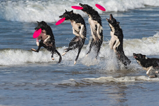 Composite photo burst of border collie dog sequence of running through ocean water to leap and catch a flying frisbee out of the air with a big splash.