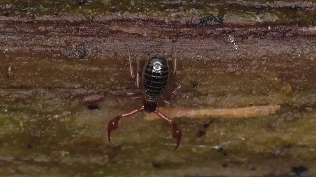 Pseudoskorpion, B&uuml;cherskorpion, Afterskorpione, 