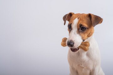 Small dog holding a bone in its mouth on a white background. Copy space