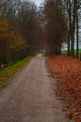 Fototapeta na wymiar autumn forest path