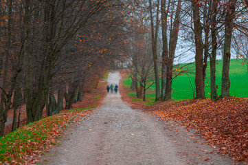 autumn forest path