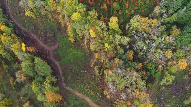 Coupe foresti&egrave;re dans le morvan