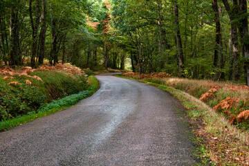 Fototapeta na wymiar A colorful curving autumn road