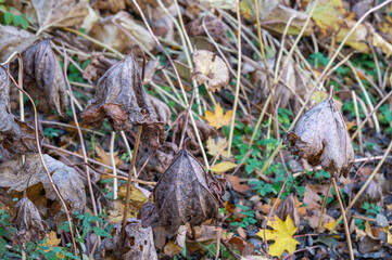 autumn flowers in the park