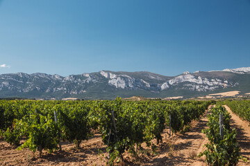 Fototapeta premium Wine fields in the Basque Country, Spain