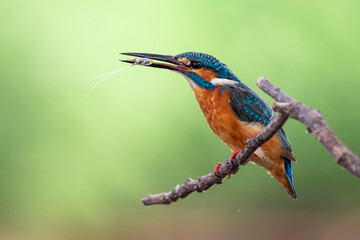 Image of common kingfisher (Alcedo atthis) hold the shrimp in the mouth and perched on a branch on nature background. Bird. Animals.