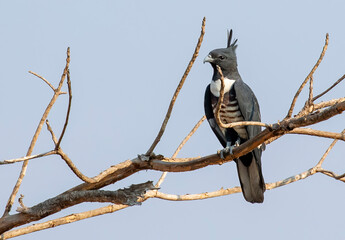 Image of Black baza (Aviceda leuphotes) perched on a branch on nature background. Falco. Bird. Animals.