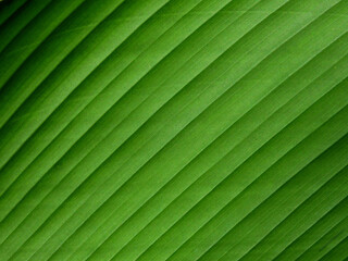 green leaf with line texture, natural background