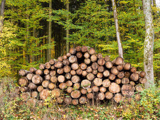 Aufgestapelte Baumst&auml;mme mit buntem Herbstwald im Hintergrund