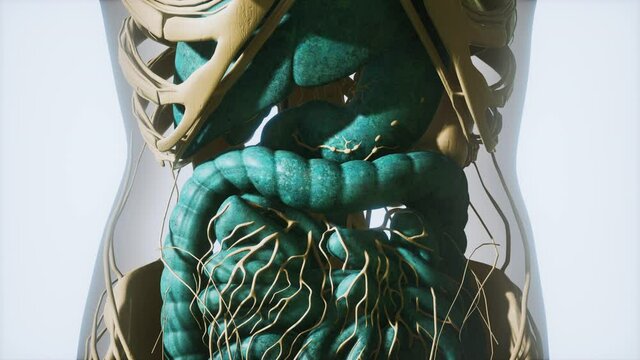 detailed human digestive system anatomy