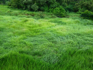 green grass tall in meadow - Powered by Adobe