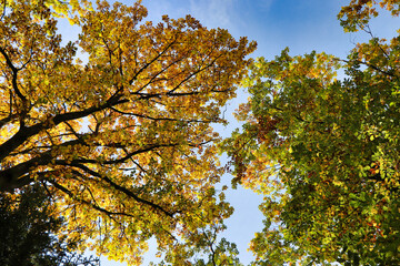 autumn tress with blue sky