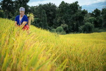 woman farmer with paddy rice on rice terrace 
