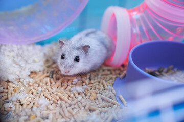 A white Dzungarian hamster in a multicolored cage with pipes, a wheel, a bowl of food, filler, and...