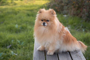 Cute fluffy pomeranian puppy sitting on a wooden bench