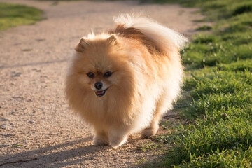 Cute pomeranian puppy walking on the grass