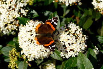 orange and black butterfly on white flowers