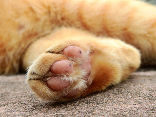 Paw of brown cat closeup