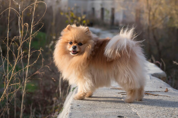 Cute fluffy pomeranian puppy standing on a stone bench