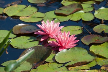 pink water lilies