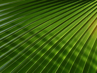 Obraz premium green palm leaf with shadow