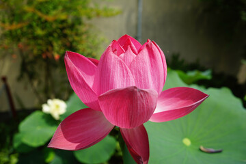 Fototapeta premium 蓮の花