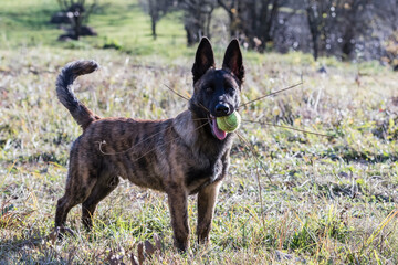 Belgian Shepherd puppy close-up shot in nature.