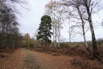Fototapeta na wymiar A path in the forest in autumn, England