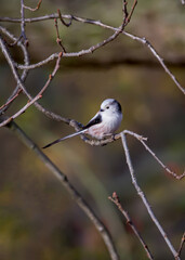 Long-tailed tit sitting on branch with brown background