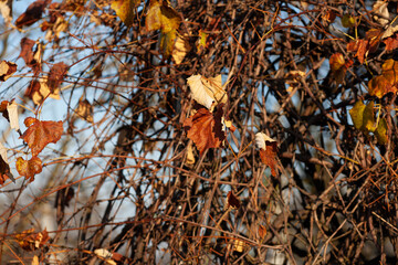 Grape leaves in late autumn in the vineyard. Against the background of the blue sky.