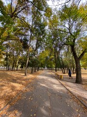 alley in the park