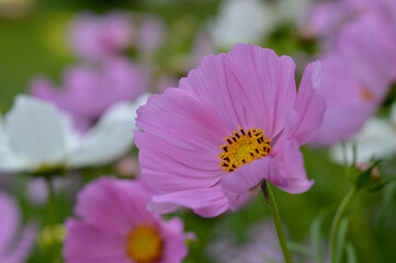 Pink and white cosmos flowers blooming, in the garden
