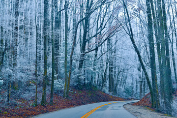 road through the woods