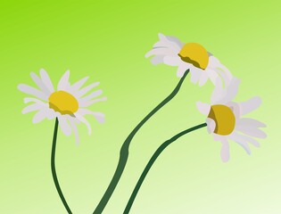 Vector of three flowers on green background